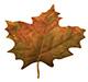 fall maple leaf